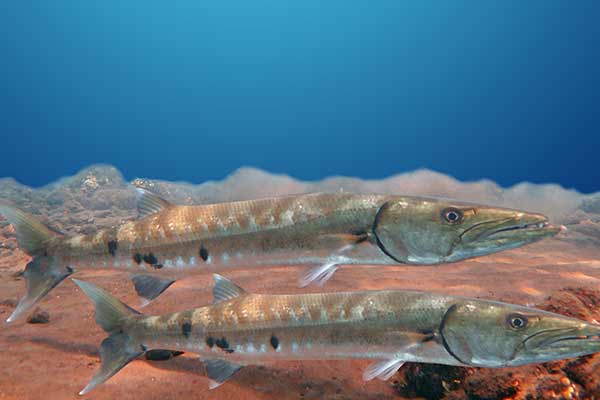 Barracuda poisson thailande